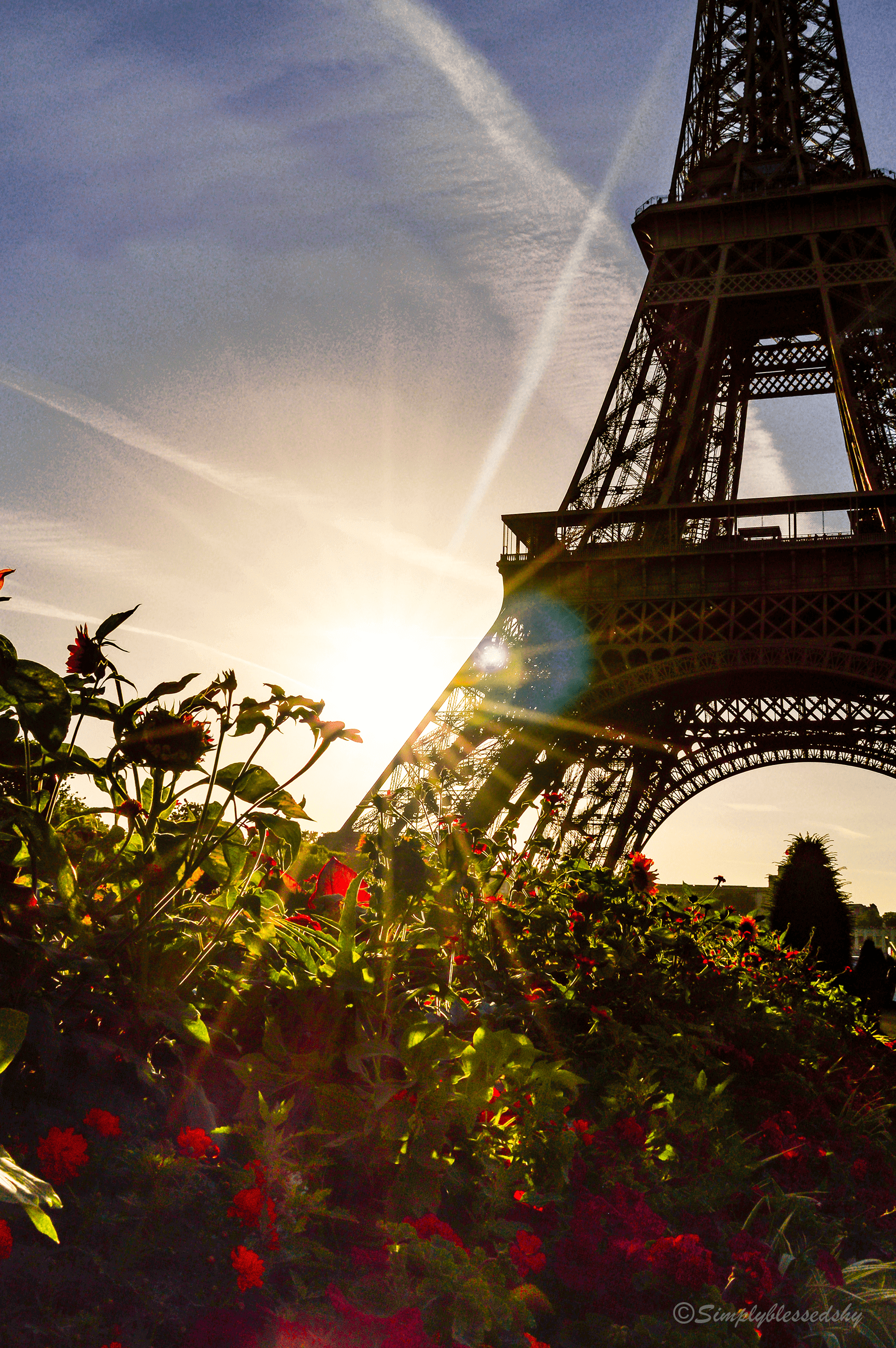 Red Flowers at the Eiffel Tower